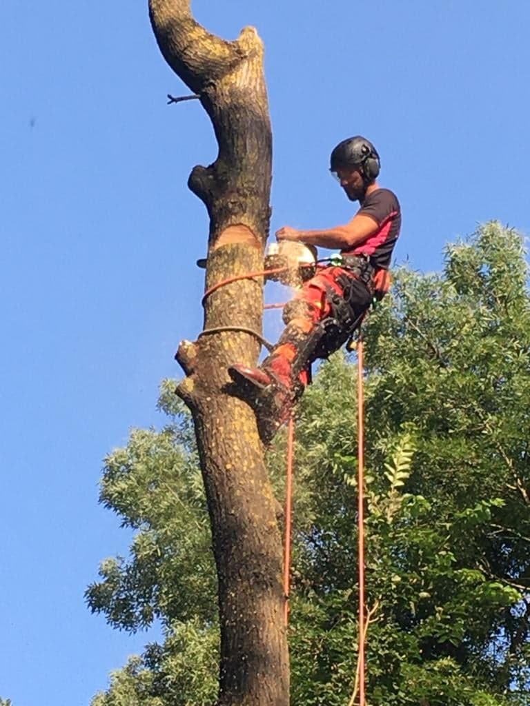 Démontage d&rsquo;un Orme